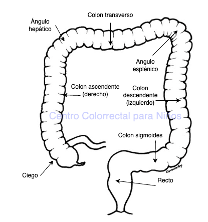 Anatomía del intestino grueso o colon