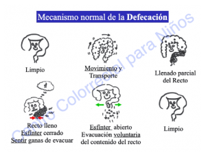 Mecanismo normal de la defecación