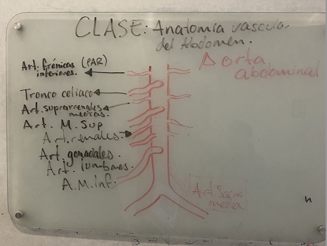 Resumen de la clase anatomía vascular del abdomen