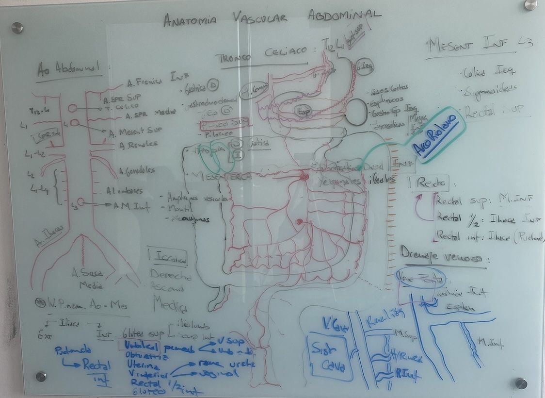 Resumen de la clase "anatomía vascular abdominal"
